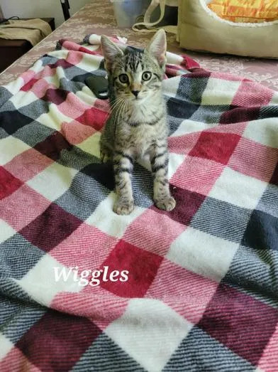 A baby medium-sized male Tabby (Brown / Chocolate) Domestic Short Hair cat named Wiggles for adoption in Liverpool, TX