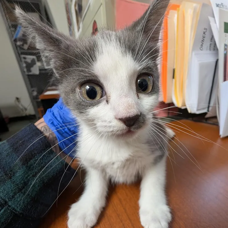 A baby small-sized female White Domestic Short Hair cat named Tiffanie for adoption in Philadelphia, PA