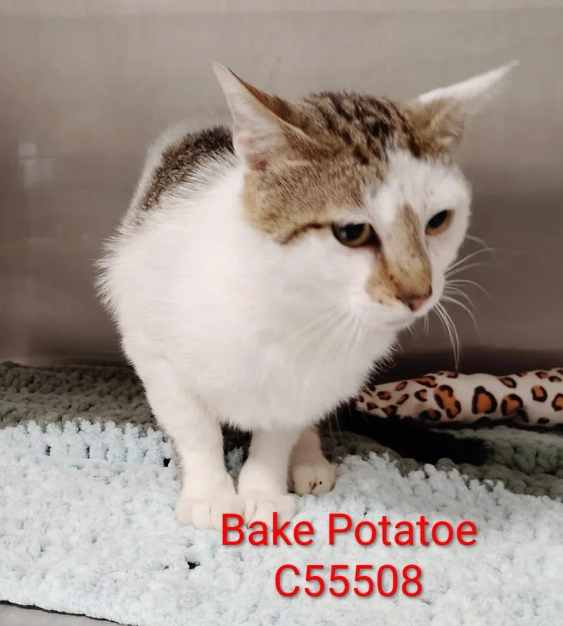Baked Potatoe