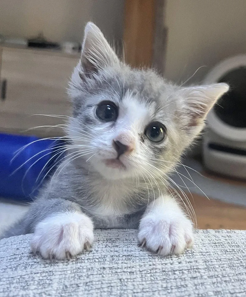 A baby medium-sized female Gray & White Domestic Short Hair cat named Bella Boo for adoption in San Jose, CA