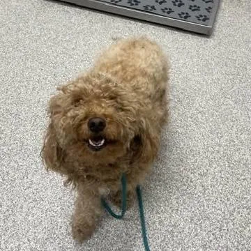 A young medium-sized female Apricot / Beige Poodle dog named Pedigree for adoption in Arlington, VA