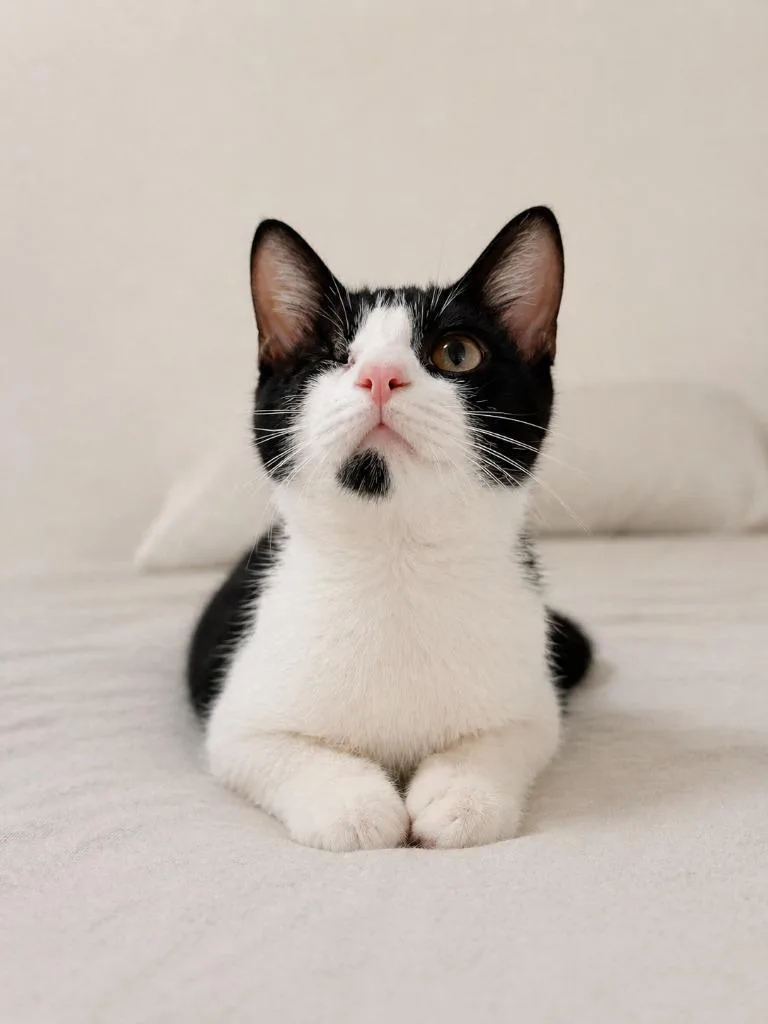 A baby small-sized female Domestic Short Hair cat named Bubu for adoption in New Braunfels, TX
