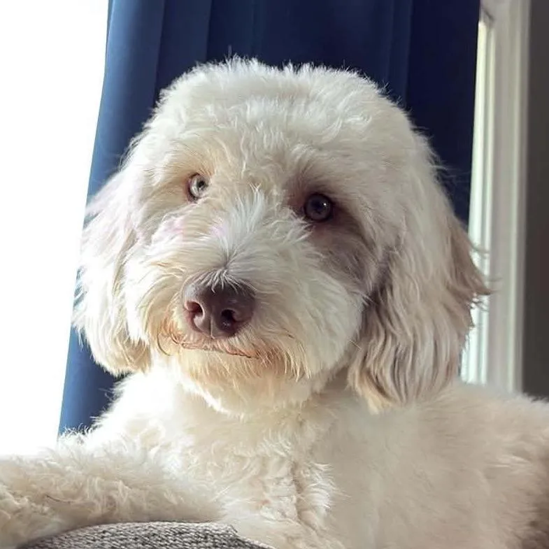 Wally