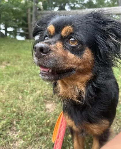 An adult small-sized female Mixed Breed dog named Milky Way for adoption in Reisterstown, MD