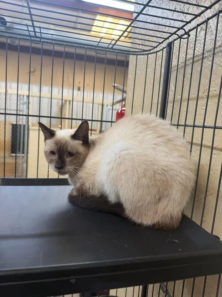 A young small-sized female Siamese cat named Lilli Beth for adoption in Shelbyville, TN