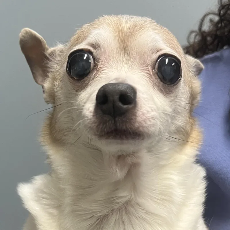 A senior small-sized female Yellow / Tan / Blond / Fawn Chihuahua dog named Teeny Tiny for adoption in Oak Park, IL