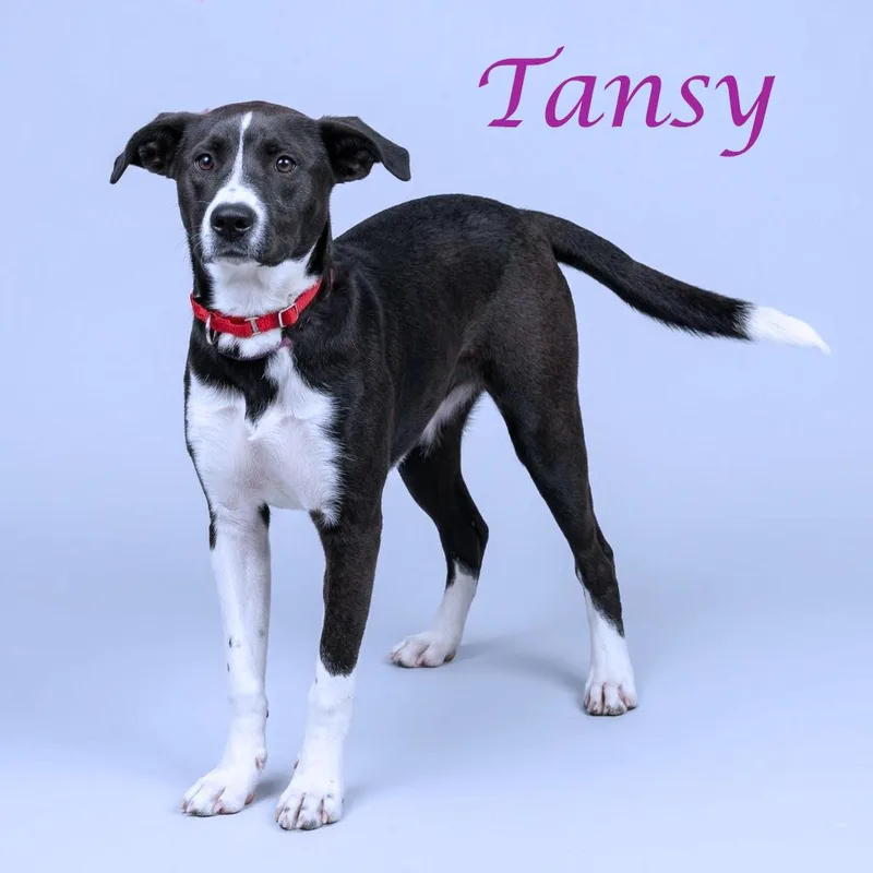 Tansy D