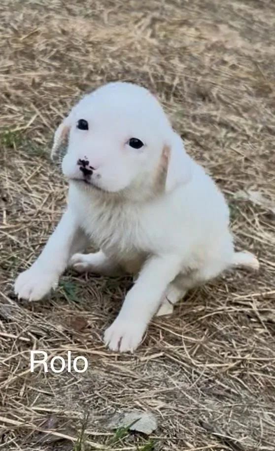 A baby medium-sized male Labrador Retriever dog named Rolo for adoption in Kiln, MS