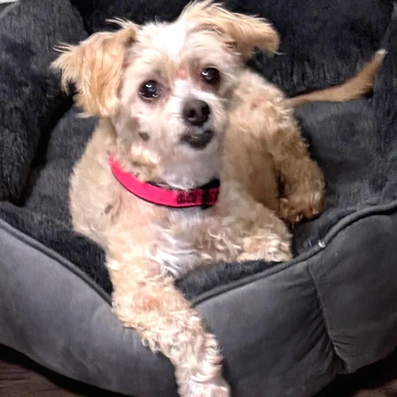 A senior small-sized female Yellow / Tan / Blond / Fawn Miniature Poodle dog named Buttercup for adoption in Shawnee, KS
