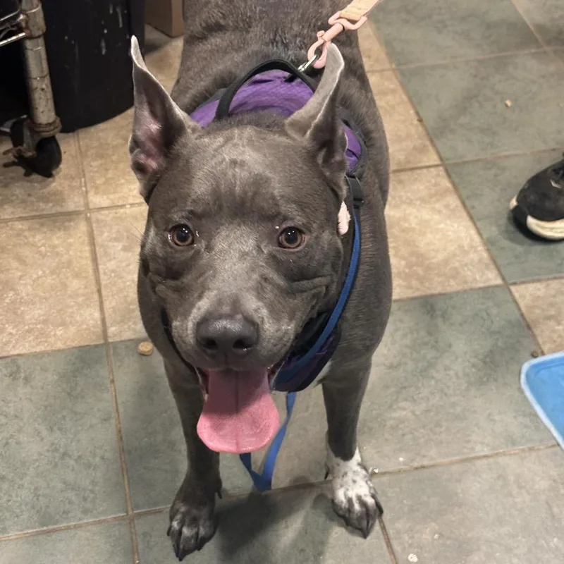 An adult large-sized female Black Mixed Breed dog named Jazzi for adoption in Chattanooga, TN