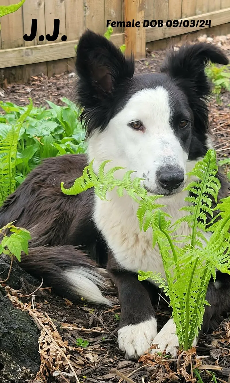 A young medium-sized female Black Border Collie dog named J.j. for adoption in Seymour, IN