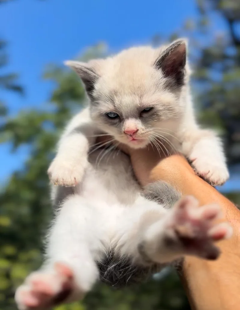 Ginger thumbnail 2