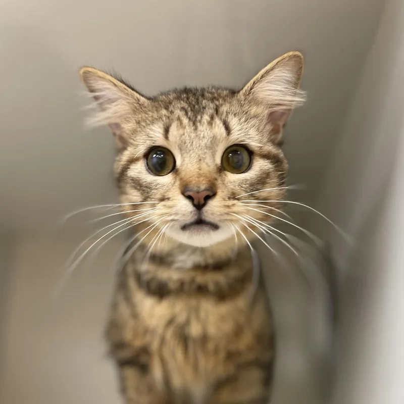 A young medium-sized male Buff / Tan / Fawn Domestic Short Hair cat named Peanut for adoption in Champaign, IL