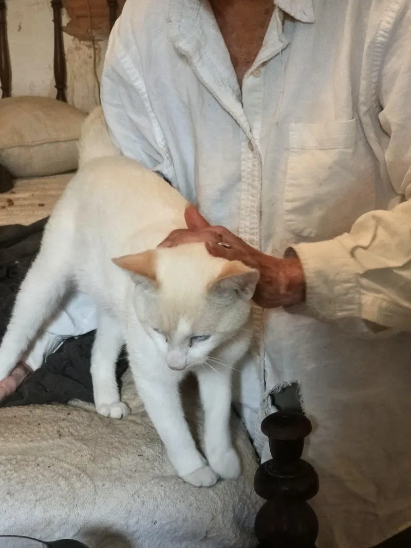 An adult medium-sized male Siamese cat named Snow for adoption in Monticello, MS