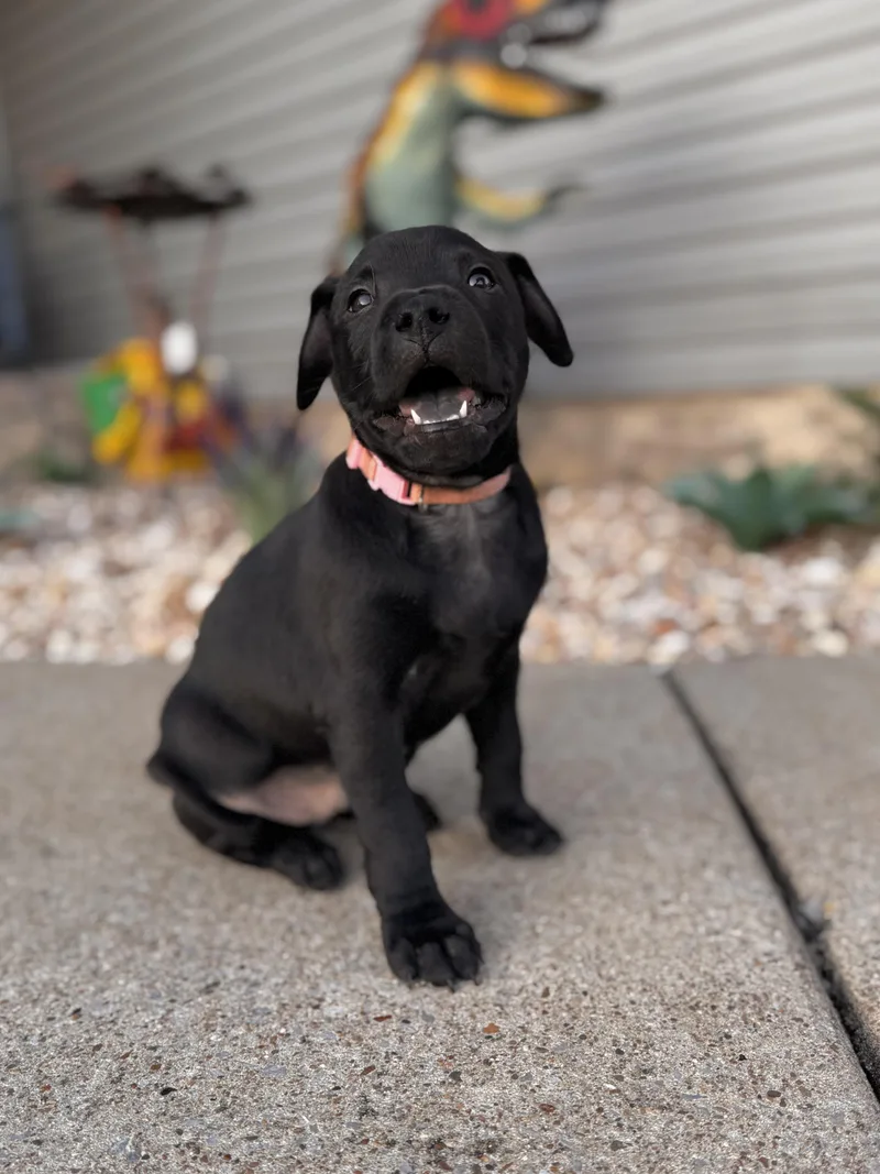 A baby medium-sized male Labrador Retriever dog named Presley for adoption in Mount Juliet, TN