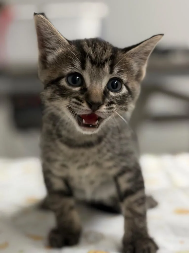 Purrince
