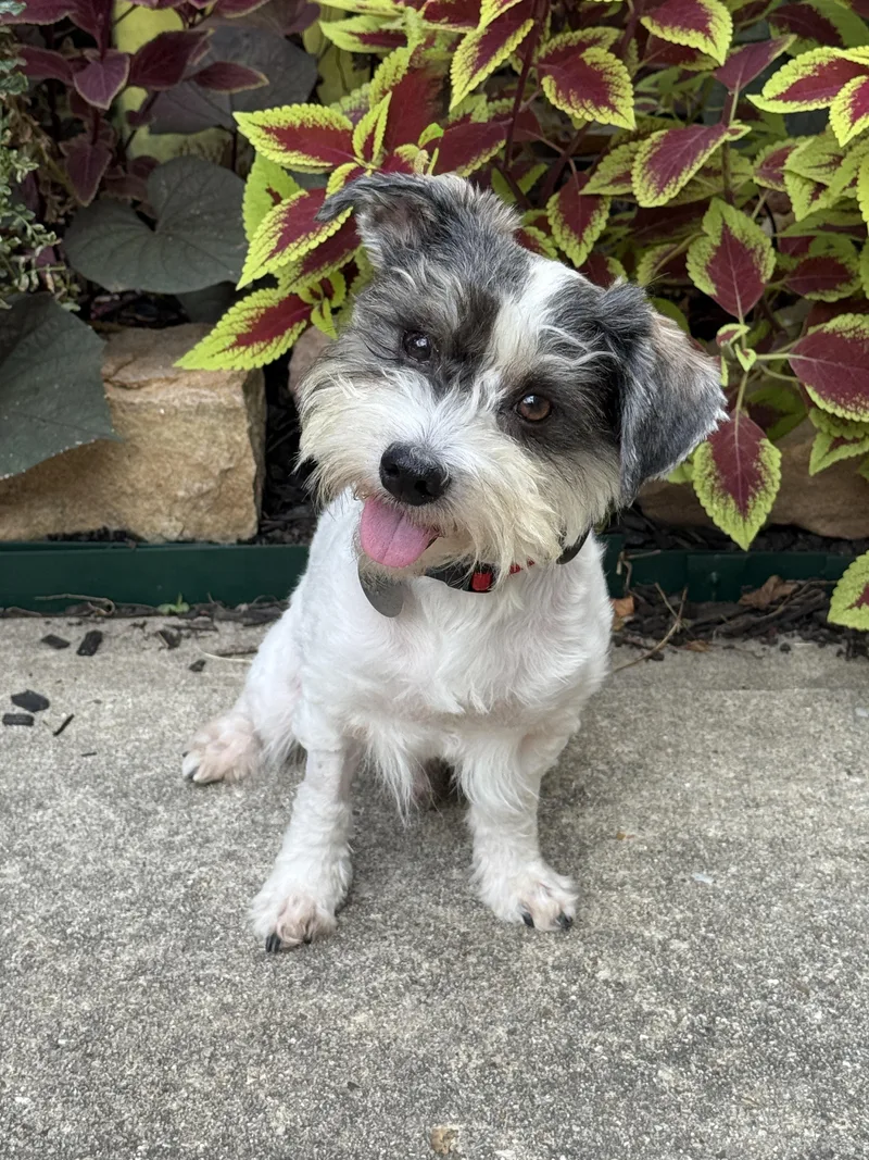 An adult small-sized male Black Miniature Schnauzer dog named Gianni for adoption in Houston, TX