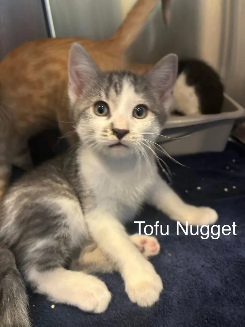 A baby small-sized male Gray & White Domestic Short Hair cat named Tofu Nugget for adoption in Topsham, ME