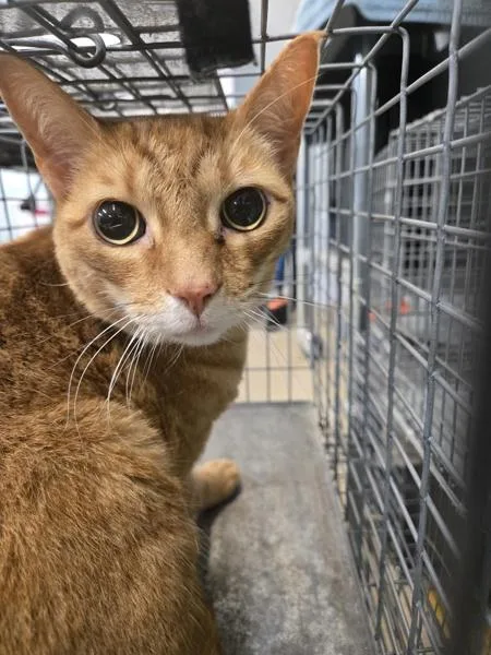 A senior medium-sized male Domestic Short Hair cat named Loki for adoption in Millersville, MD