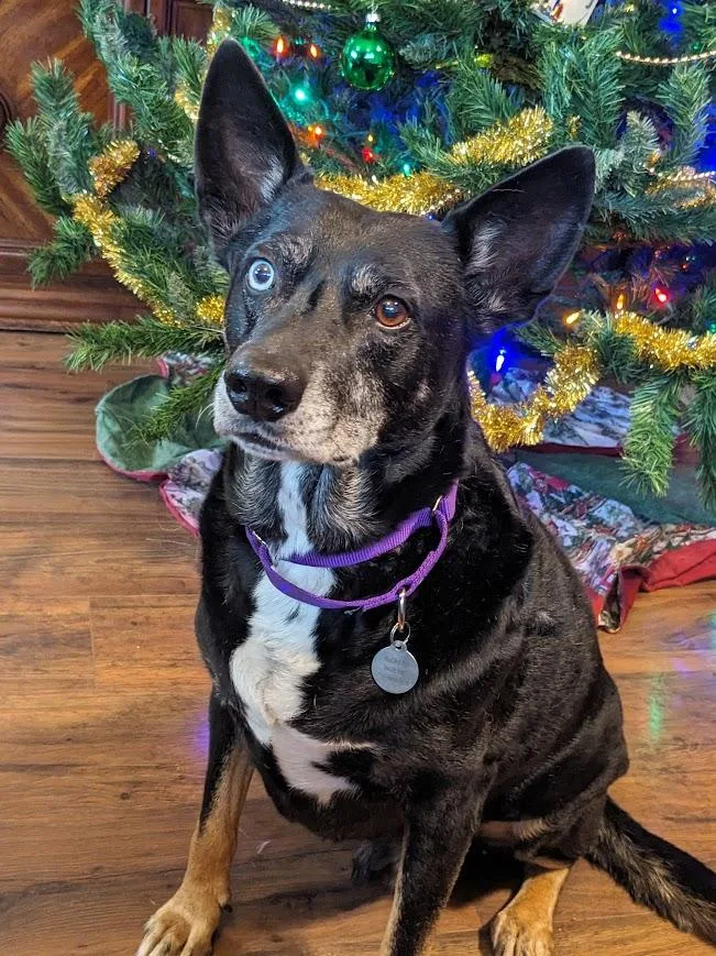 Chimichurri Sauce thumbnail 4