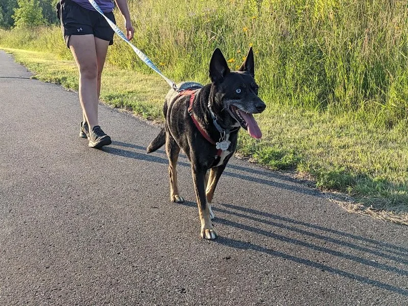 Chimichurri Sauce thumbnail 5