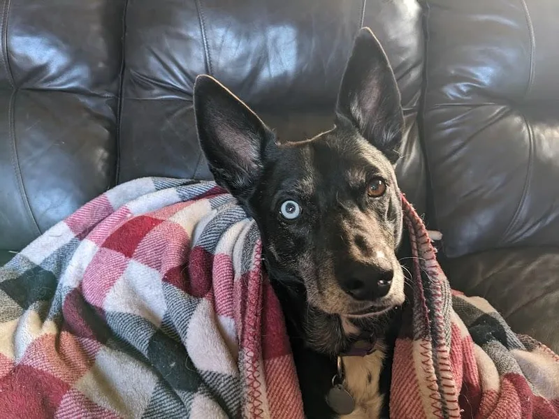 Chimichurri Sauce thumbnail 6