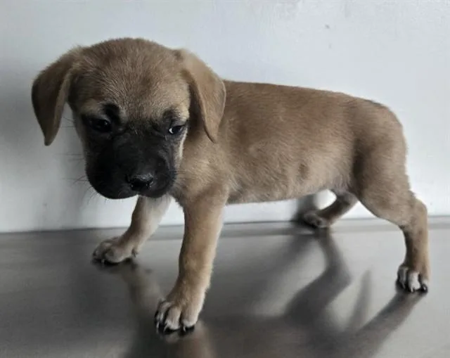 A baby small-sized female Chihuahua dog named Bonita for adoption in Lancaster, CA