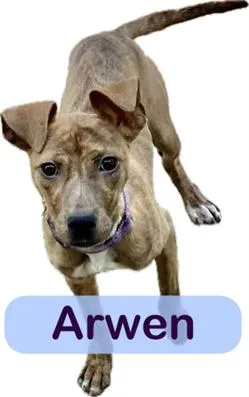 Arwen thumbnail 2
