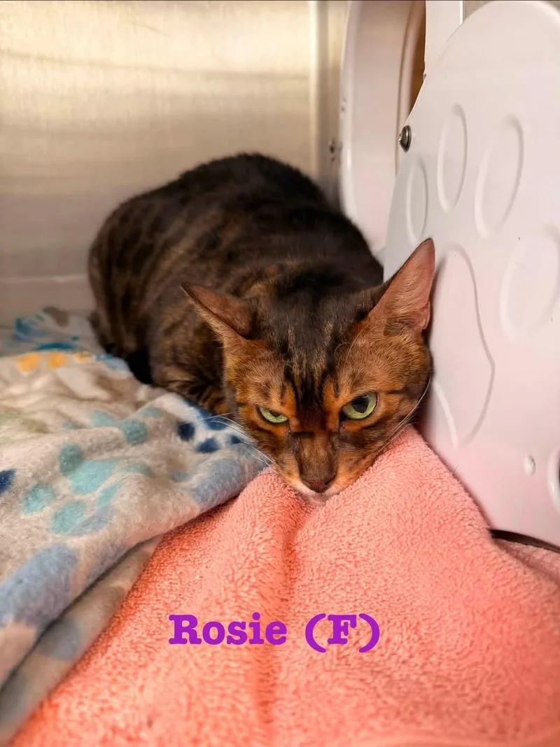 A young medium-sized female Tabby (Leopard / Spotted) Bengal cat named Rosie for adoption in Clarksville, TN