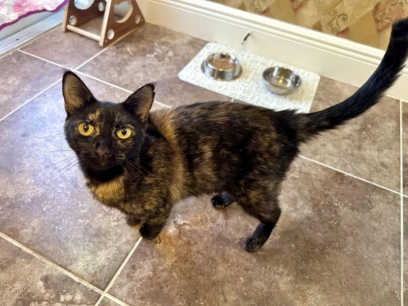 An adult small-sized female Domestic Short Hair cat named Calliope for adoption in Longwood, FL