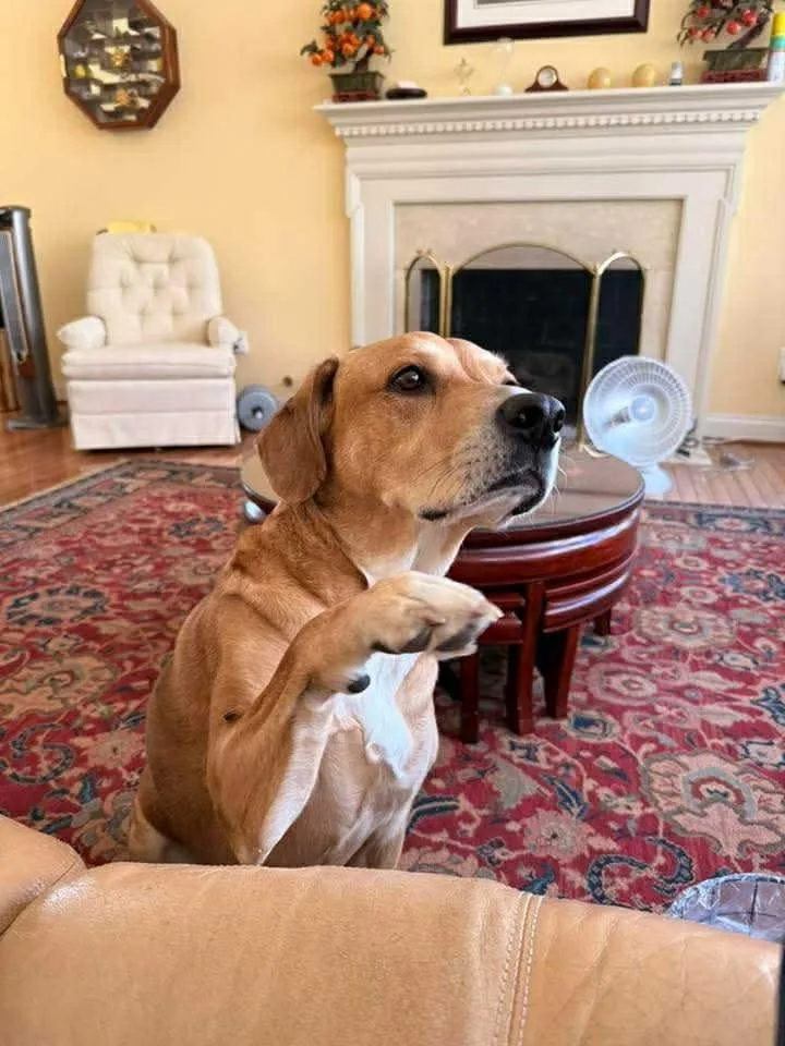A senior large-sized female Labrador Retriever dog named Gypsy for adoption in Arlington, VA