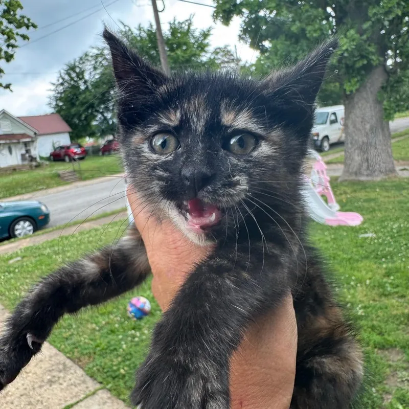 A young small-sized female Tortoiseshell Domestic Short Hair cat named Fern for adoption in West Plains, MO