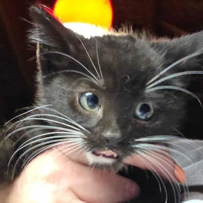 A baby small-sized male Black Domestic Short Hair cat named Bazooka Joe for adoption in Hanna City, IL