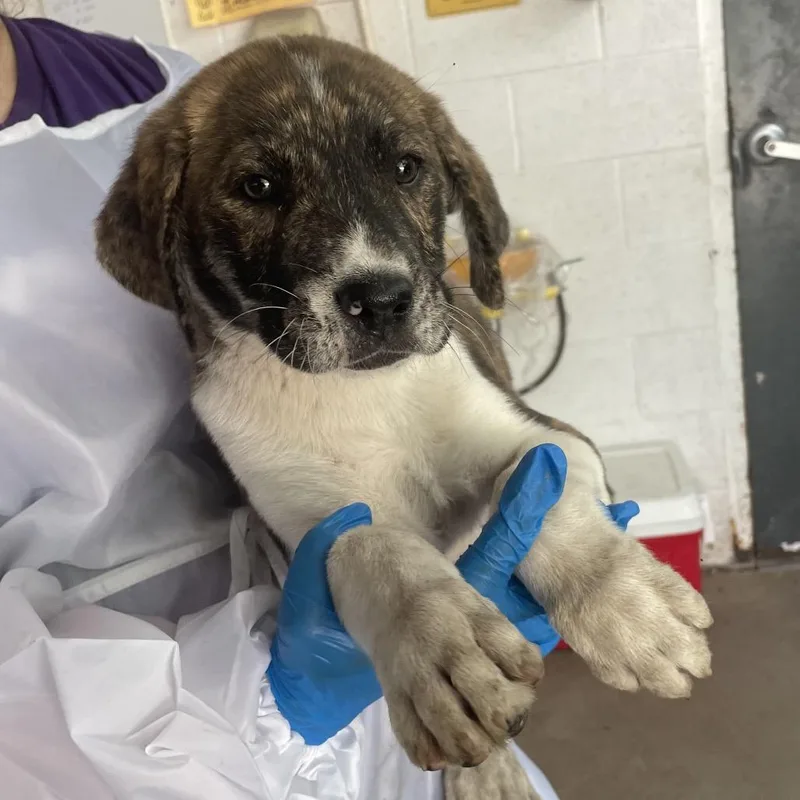 A baby small-sized female Brindle Shepherd dog named Chalupa for adoption in Edinburg, TX