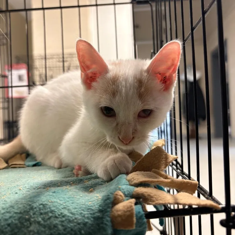 A baby small-sized male White Domestic Short Hair cat named Banjokazooie for adoption in Huntington, WV