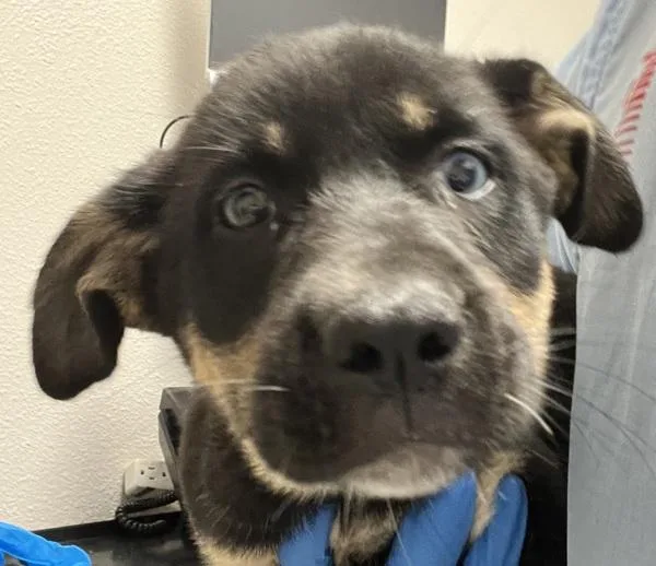 A baby medium-sized female Labrador Retriever dog named Kaylee for adoption in Vancouver, WA