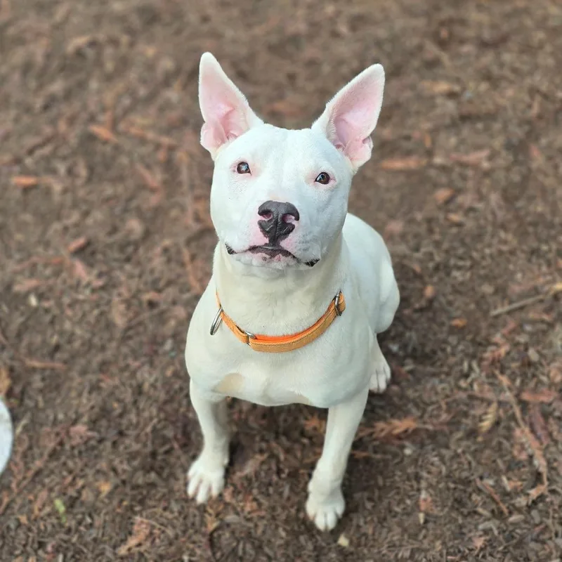 Rocky Aka Pedro thumbnail 2