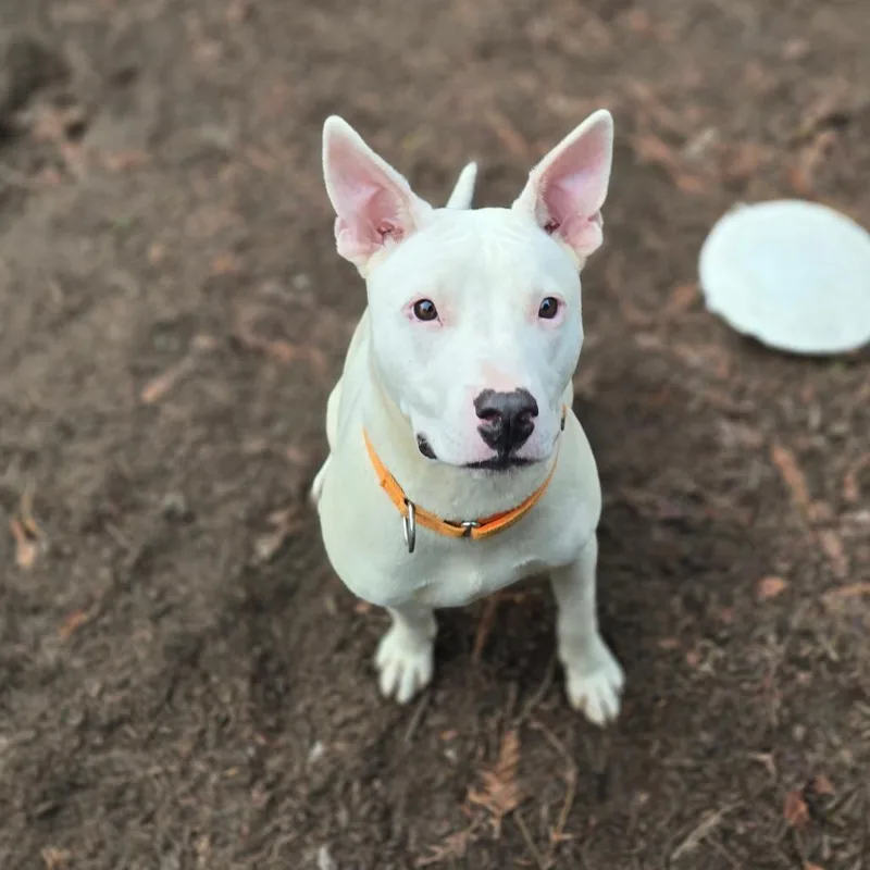 Rocky Aka Pedro thumbnail 3