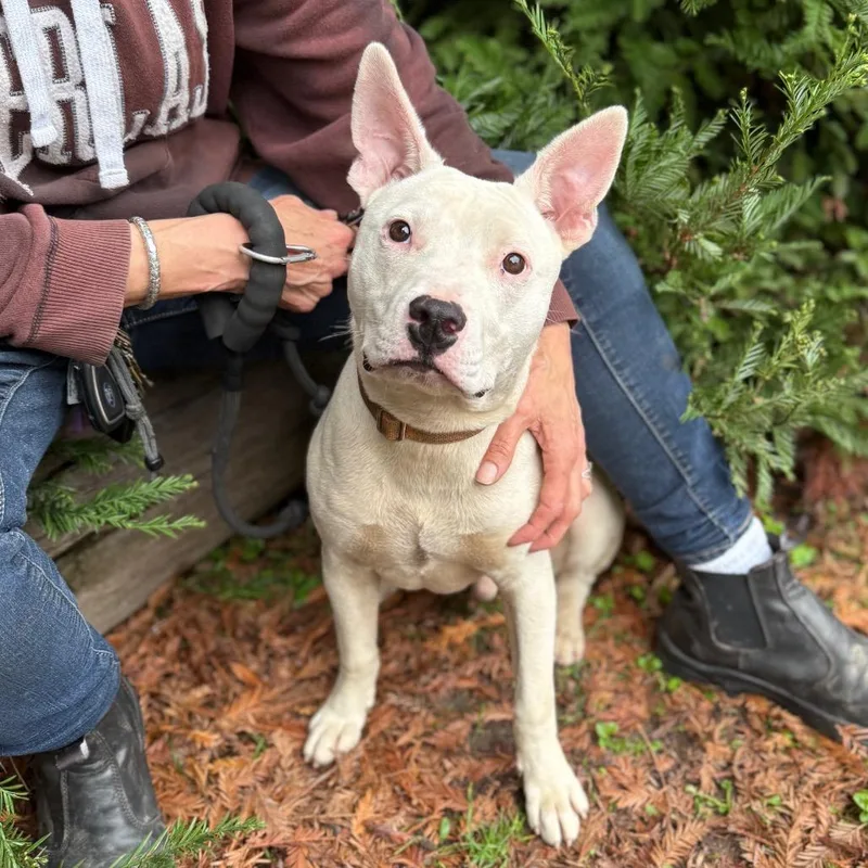 Rocky Aka Pedro thumbnail 4