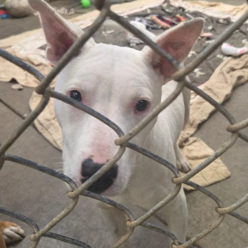 Rocky Aka Pedro thumbnail 5