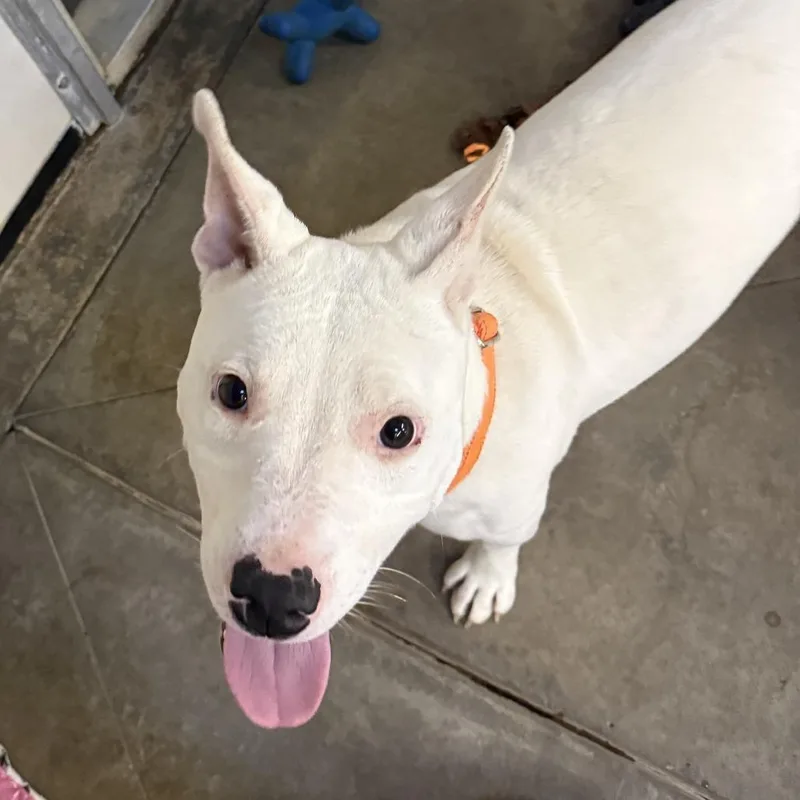 Rocky Aka Pedro thumbnail 6