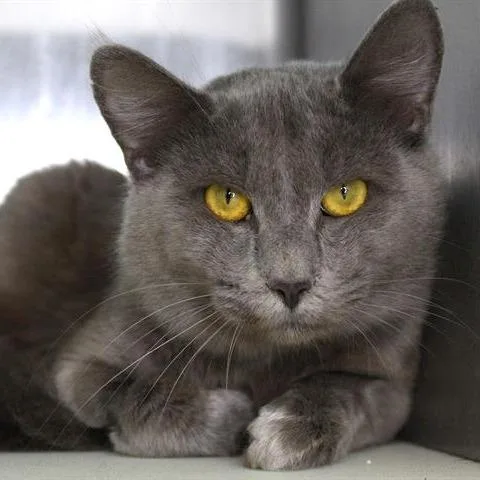 A young medium-sized male Gray / Blue / Silver Domestic Short Hair cat named Albus for adoption in Hopkinton, MA