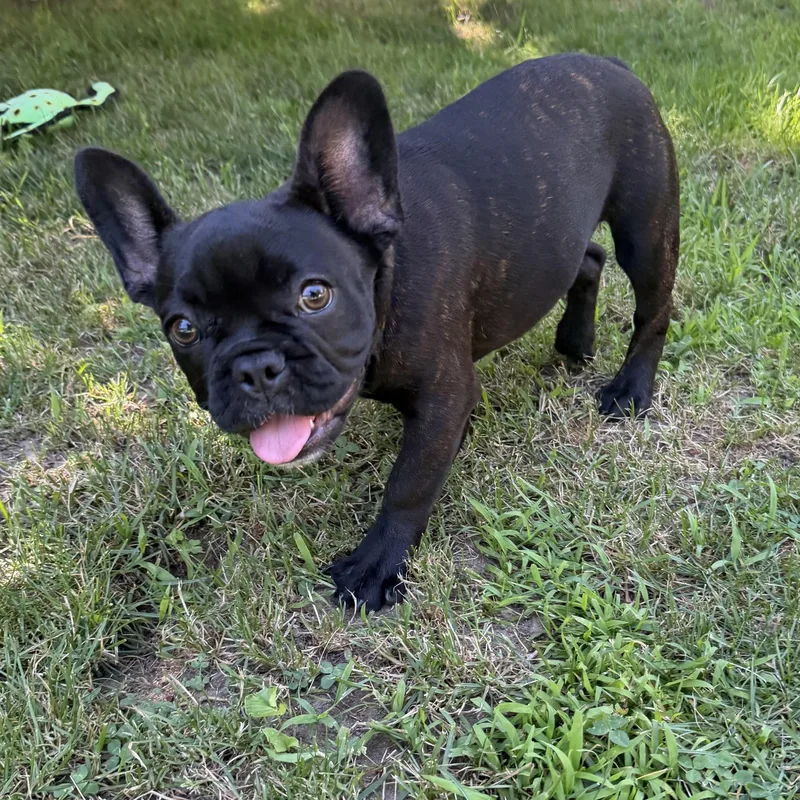 Xena