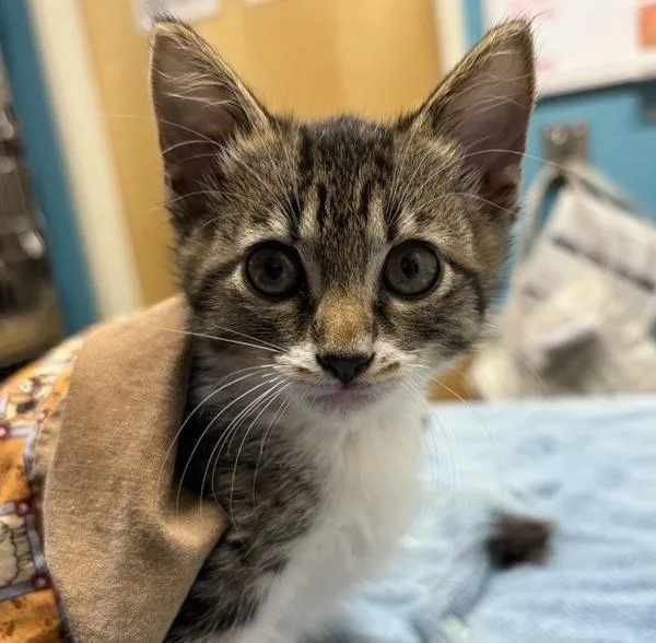 A baby small-sized female Domestic Short Hair cat named Johana for adoption in Escondido, CA