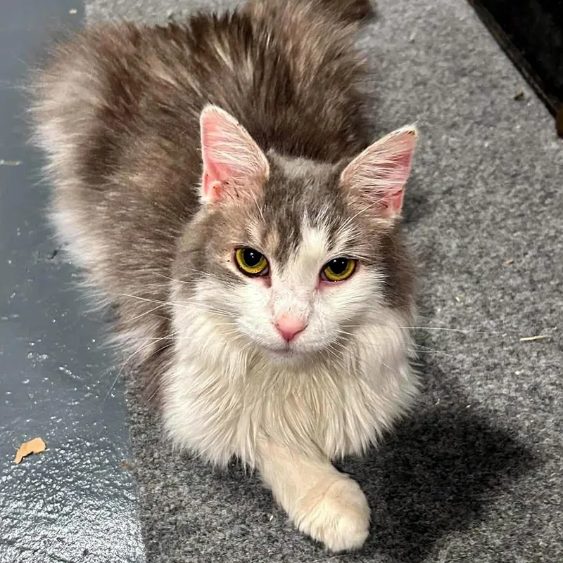 An adult medium-sized female Gray & White Domestic Long Hair cat named Dorothy for adoption in Pittsburgh, PA