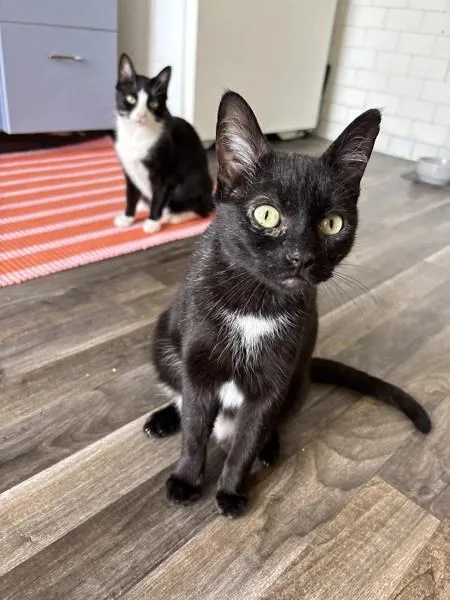 An adult small-sized female Domestic Short Hair cat named Cake for adoption in Ridgewood, NY