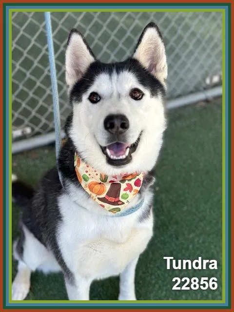 An adult medium-sized female Siberian Husky dog named Tundra for adoption in Marietta, GA