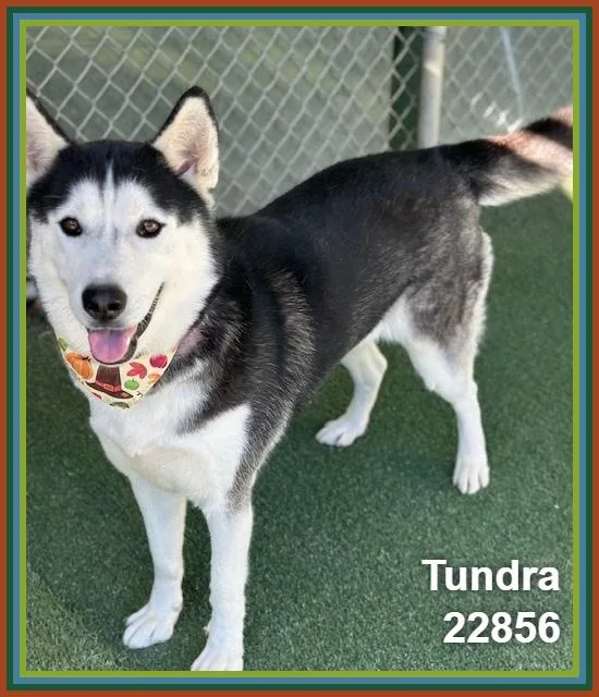 Tundra thumbnail 2