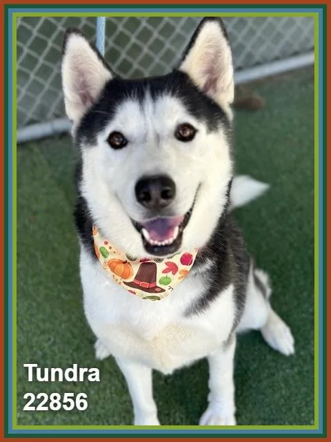 Tundra thumbnail 3