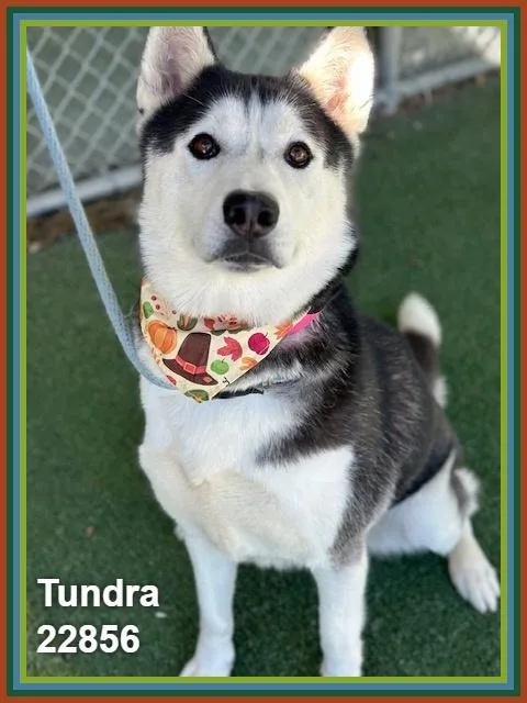 Tundra thumbnail 4